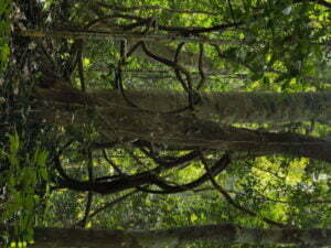 luxury pool villa in coorg coffe estate private pool villa