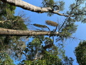 luxury pool villa in coorg nysa estate