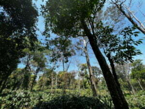luxury pool villa in coorg nysa estate