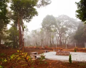 morning misty view nya estate coorg
