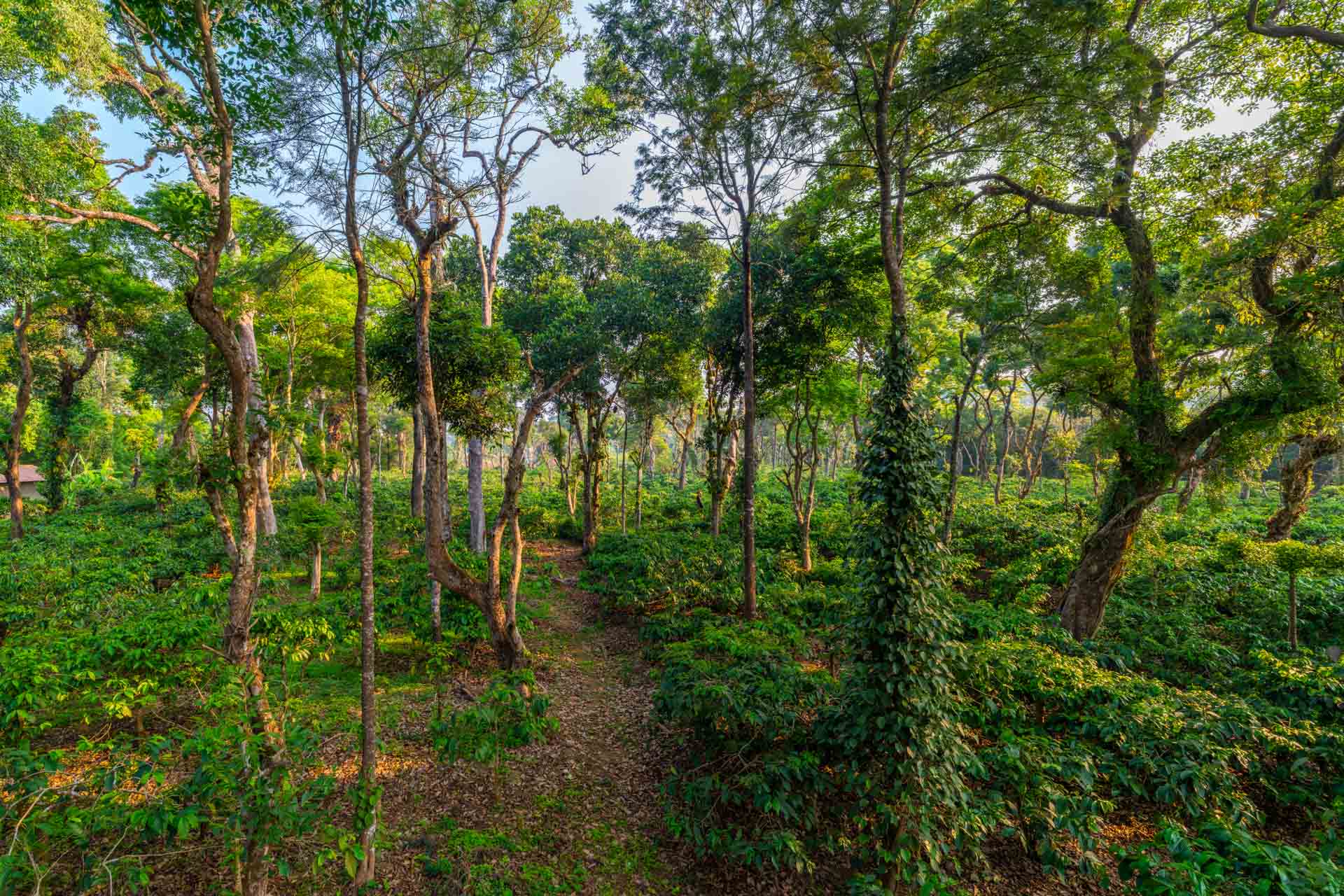 Nysa-Estate-Coorg-5-bhk-villa-in-coorg-with-private-pool-and-spacious-rooms-coffee-plantations-trail