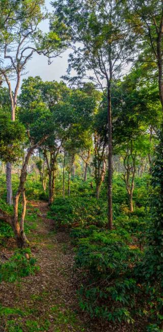 Nysa-Estate-Coorg-5-bhk-villa-in-coorg-with-private-pool-and-spacious-rooms-coffee-plantations-trail