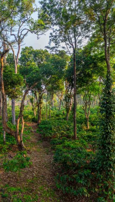 Nysa-Estate-Coorg-5-bhk-villa-in-coorg-with-private-pool-and-spacious-rooms-coffee-plantations-trail