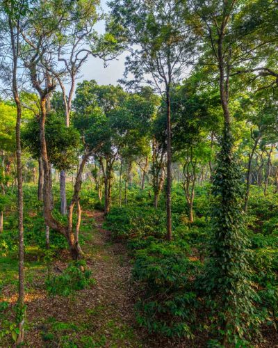 Nysa-Estate-Coorg-5-bhk-villa-in-coorg-with-private-pool-and-spacious-rooms-coffee-plantations-trail